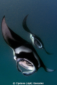 lunch time. Manta can not resist a good placton soup :-) by Cipriano (ripli) Gonzalez 